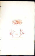 Antique Old Print Microcladia Glandulosa 1847 British Plants Sowerby Smith 19th