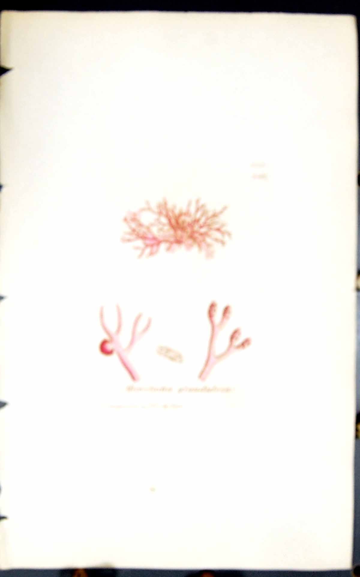 Antique Old Print Microcladia Glandulosa 1847 British Plants Sowerby Smith 19th