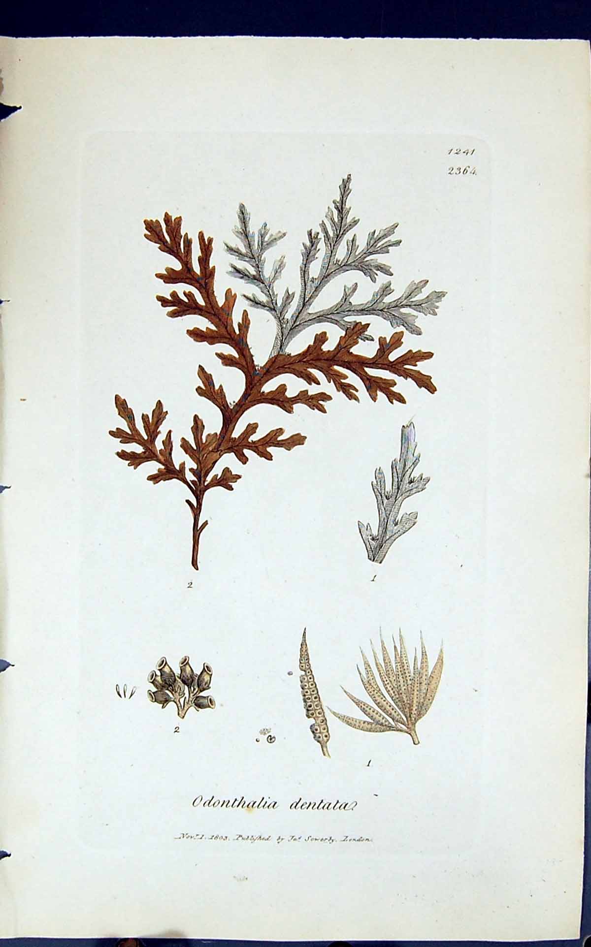 Antique Old Print Odonthalia Dentata 1847 British Plants Sowerby Smith Colour
