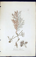 Antique Old Print Rhodomela Subfusca 1847 British Plants Sowerby Smith Colour
