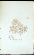 Old Print Rhodomela Scorpioides 1847 British Plants Sowerby Smith Colour 19th