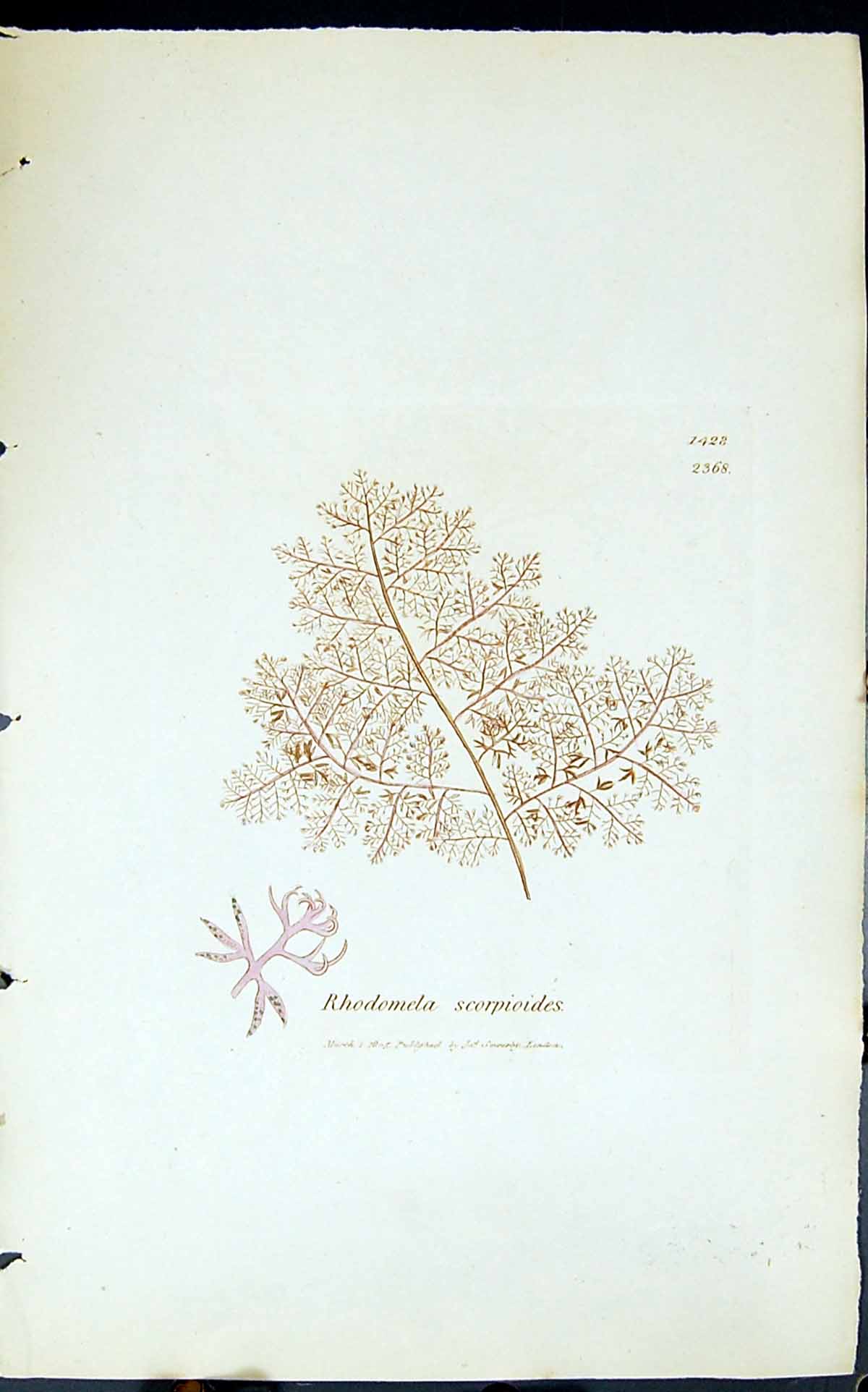 Old Print Rhodomela Scorpioides 1847 British Plants Sowerby Smith Colour 19th