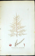 Antique Print Bonnemaisonia Asparagoides 1847 British Plants Sowerby Smith 19th