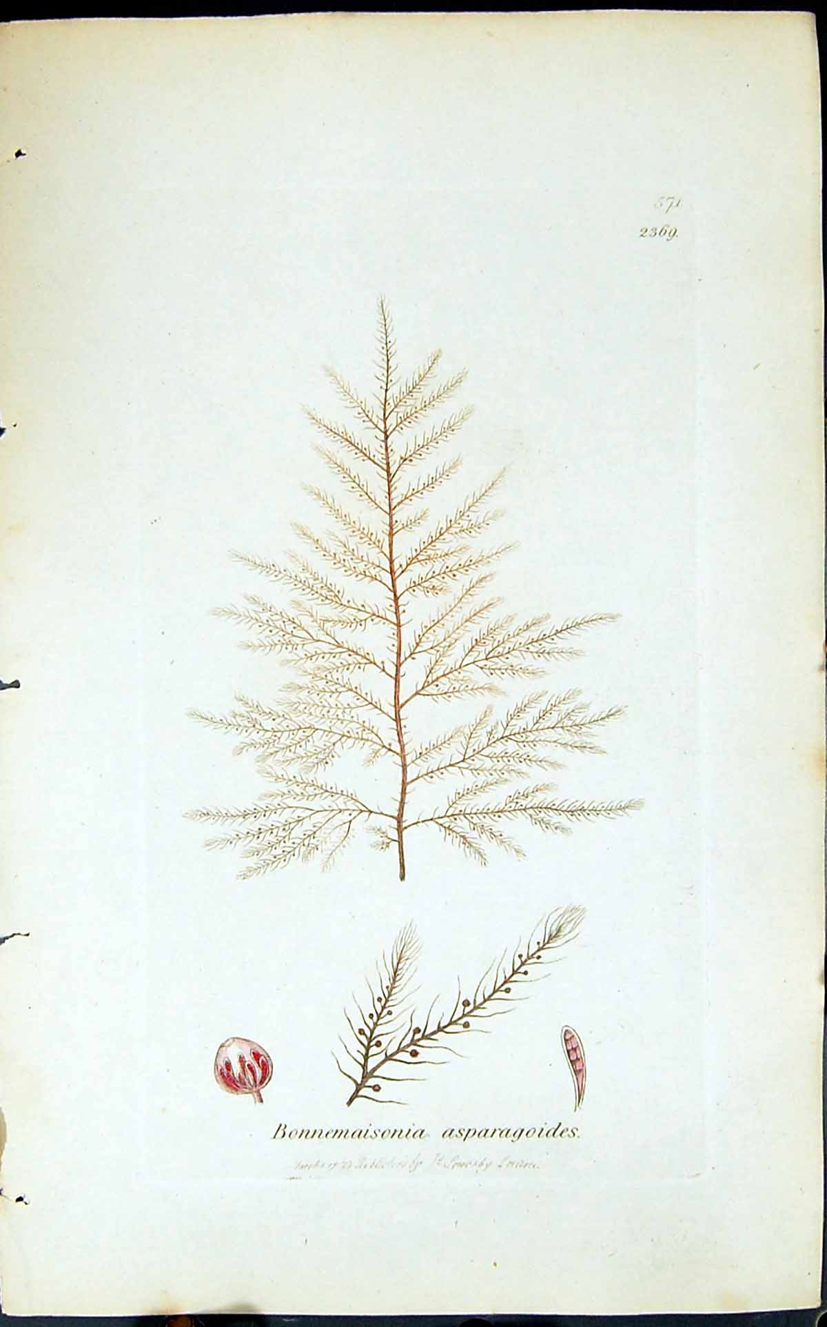 Antique Print Bonnemaisonia Asparagoides 1847 British Plants Sowerby Smith 19th