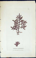 Old Print Laurencia Pinnatifida 1847 British Plants Sowerby Smith Colour 19th