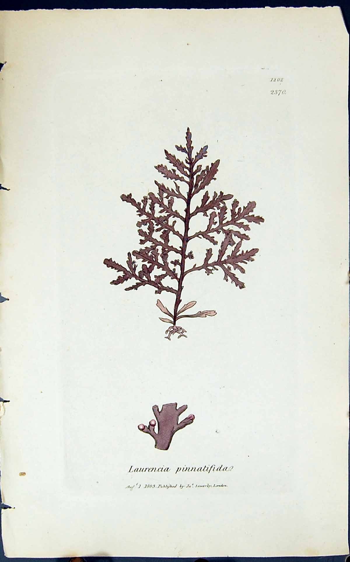 Old Print Laurencia Pinnatifida 1847 British Plants Sowerby Smith Colour 19th