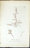 Antique Print Laurencia Dasyphylla 1847 British Plants Sowerby Smith Colour