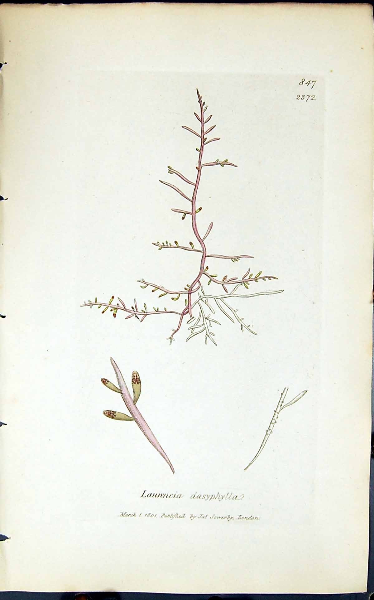 Antique Print Laurencia Dasyphylla 1847 British Plants Sowerby Smith Colour