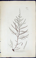 Antique Print Laurencia Tenuissima 1847 British Plants Sowerby Smith Colour
