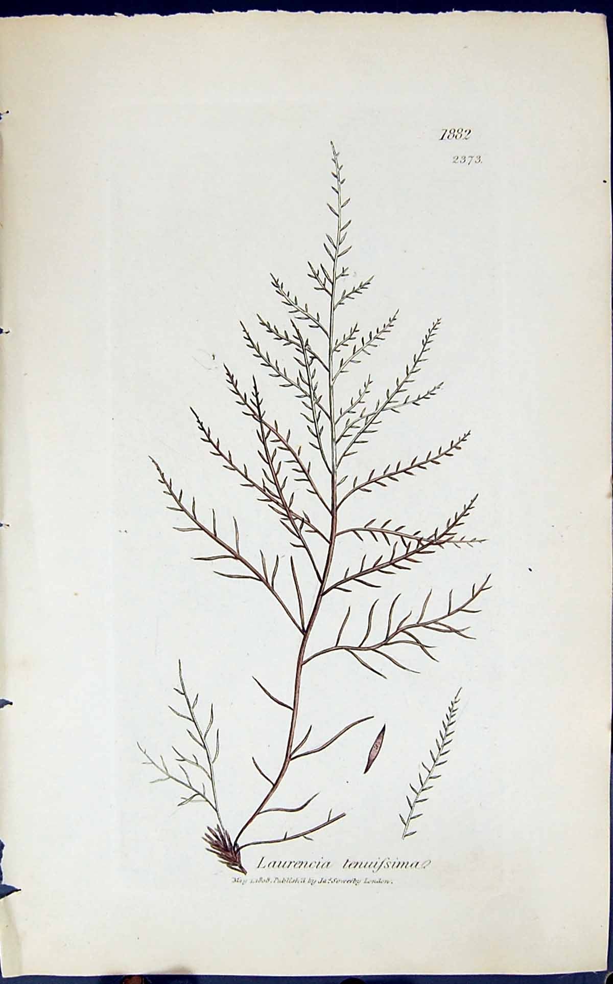 Antique Print Laurencia Tenuissima 1847 British Plants Sowerby Smith Colour