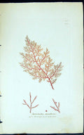 Old Print Chlocladia Clavellosa 1847 British Plants Sowerby Smith Colour 19th