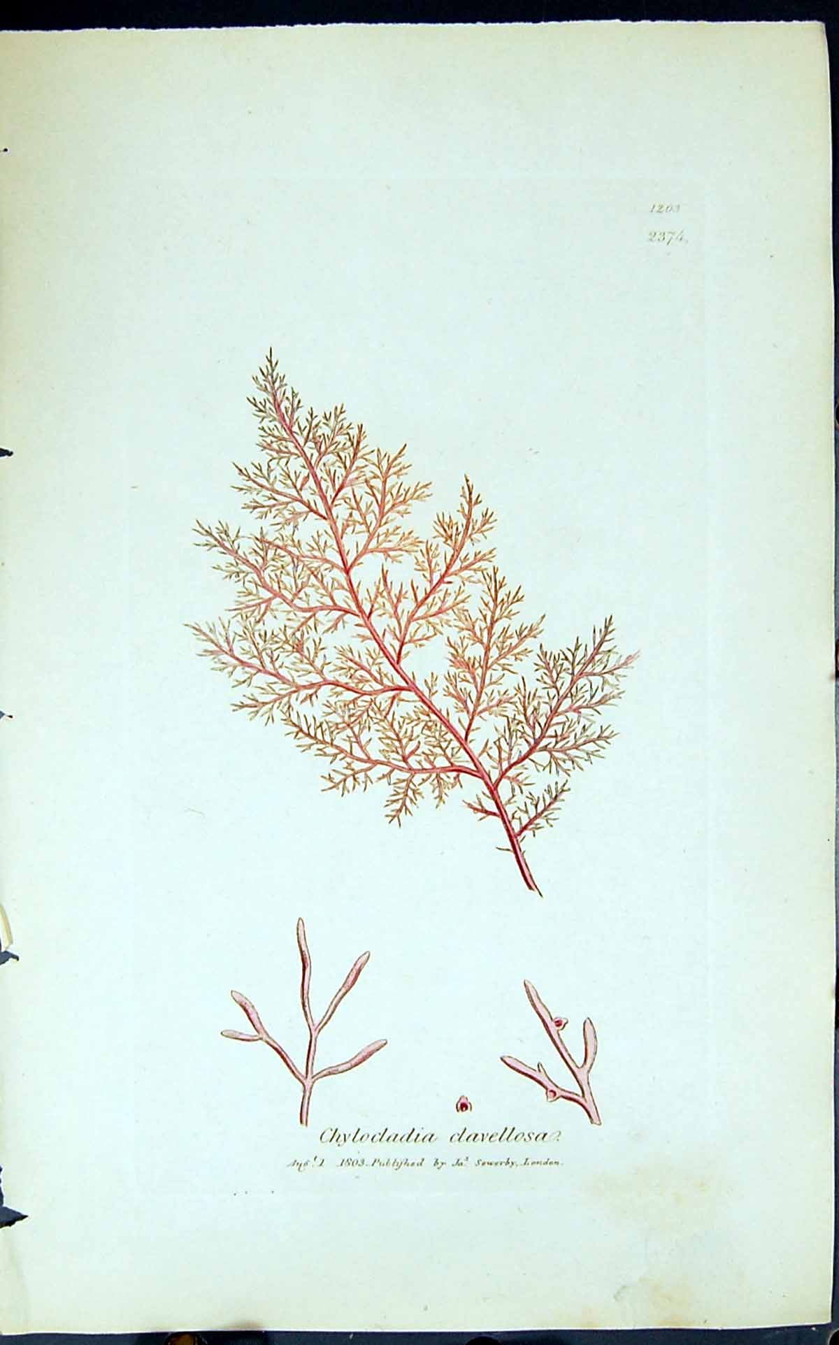 Old Print Chlocladia Clavellosa 1847 British Plants Sowerby Smith Colour 19th