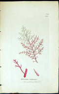 Antique Old Print Chylocladia Kaliformis 1847 British Plants Sowerby Smith 19th