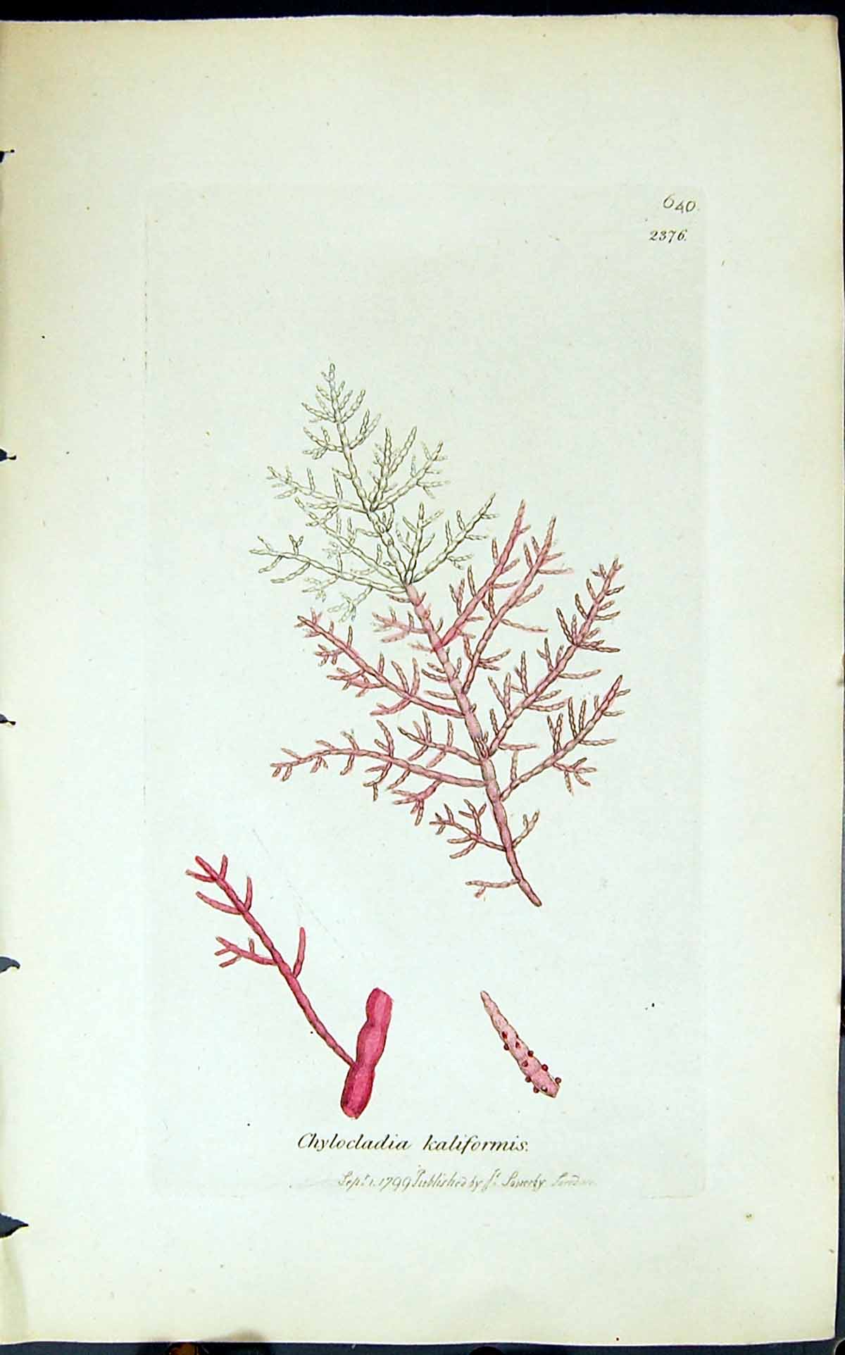 Antique Old Print Chylocladia Kaliformis 1847 British Plants Sowerby Smith 19th