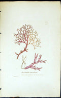 Antique Old Print Chylocladia Articulata 1847 British Plants Sowerby Smith 19th