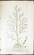 Antique Old Print Gigartina Purpurascens 1847 British Plants Sowerby Smith 19th