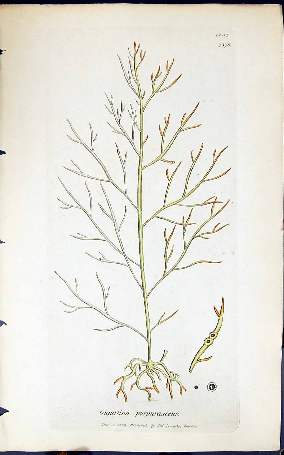 Antique Old Print Gigartina Purpurascens 1847 British Plants Sowerby Smith 19th
