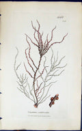 Antique Old Print Gigartina Confervoides 1847 British Plants Sowerby Smith 19th