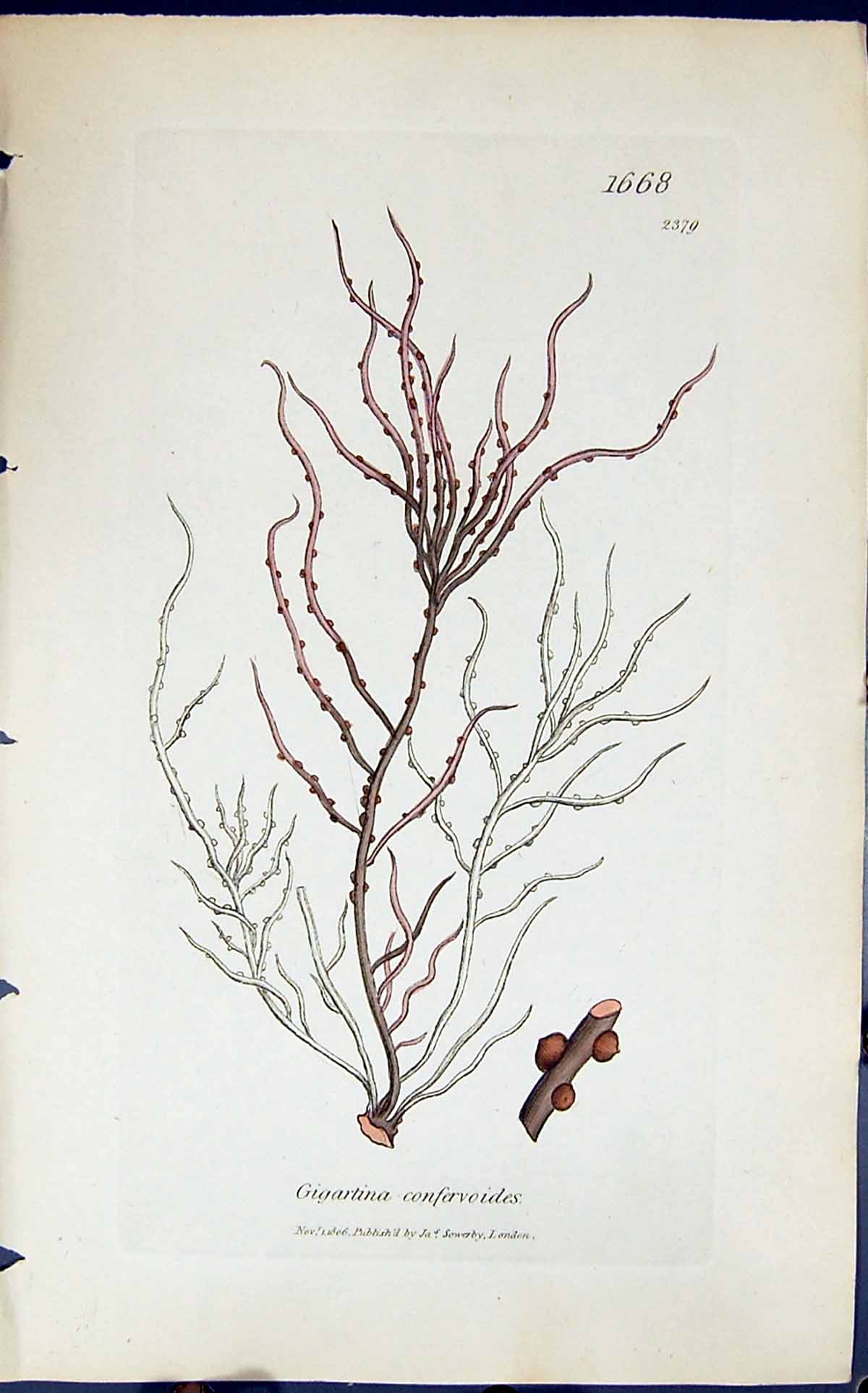 Antique Old Print Gigartina Confervoides 1847 British Plants Sowerby Smith 19th