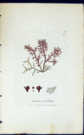 Antique Print Gigartina Pistillata 1847 British Plants Sowerby Smith Colour