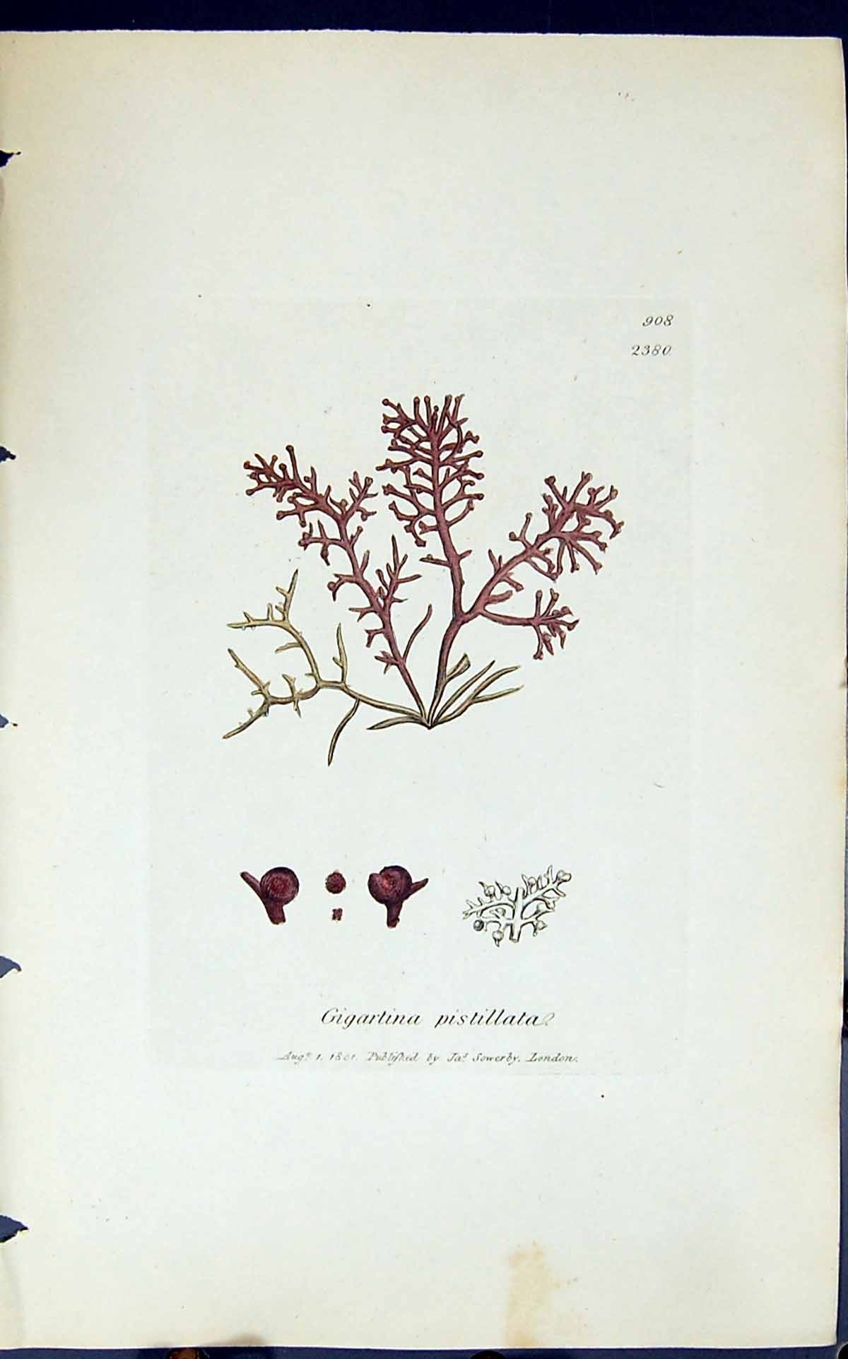 Antique Print Gigartina Pistillata 1847 British Plants Sowerby Smith Colour