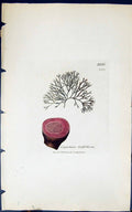 Antique Old Print Gigartina Griffithsioe 1847 British Plants Sowerby Smith 19th