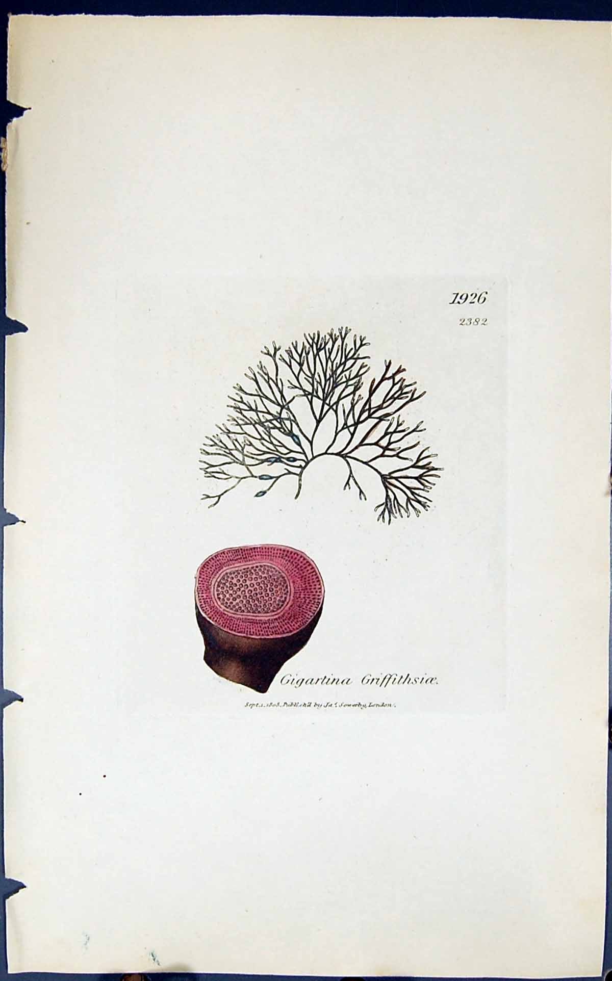 Antique Old Print Gigartina Griffithsioe 1847 British Plants Sowerby Smith 19th