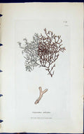 Antique Old Print Gigartina Plicata 1847 British Plants Sowerby Smith Colour