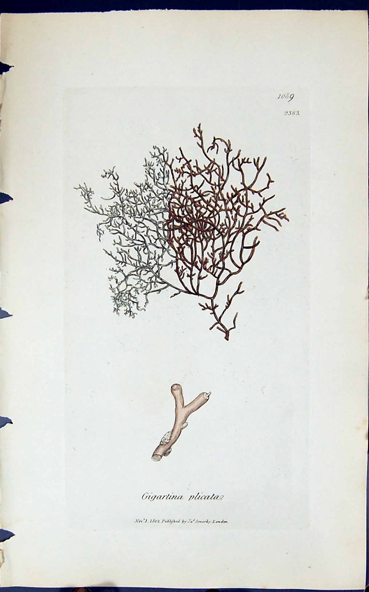 Antique Old Print Gigartina Plicata 1847 British Plants Sowerby Smith Colour