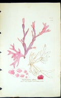Antique Old Print Phyllophora Rubens 1847 British Plants Sowerby Smith Colour