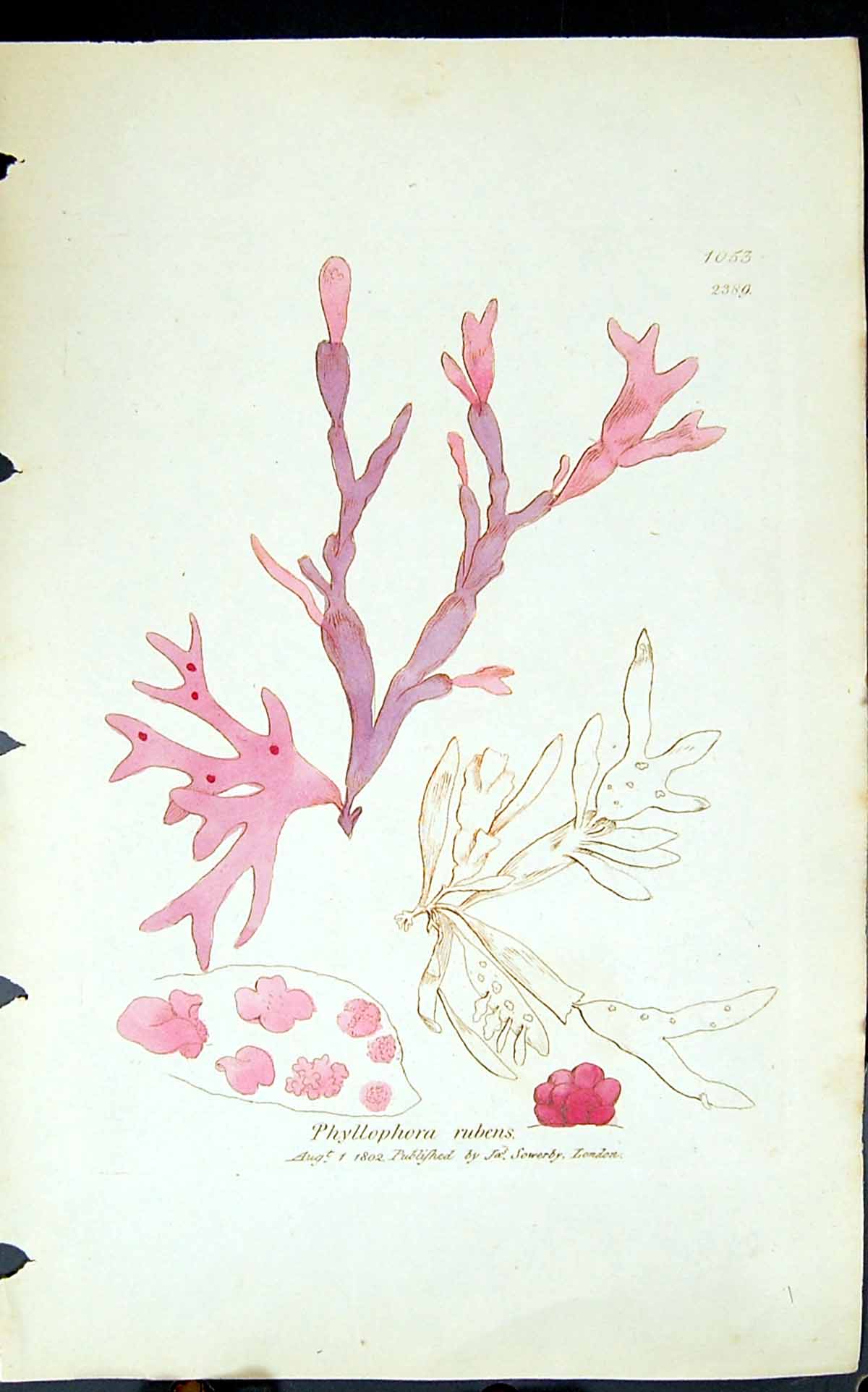 Antique Old Print Phyllophora Rubens 1847 British Plants Sowerby Smith Colour