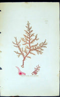 Antique Print Sphoerococus Coronopifolius 1847 British Plants Sowerby Smith