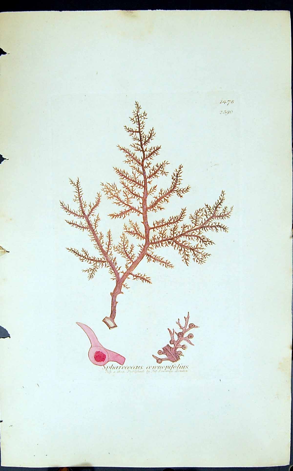 Antique Print Sphoerococus Coronopifolius 1847 British Plants Sowerby Smith