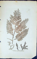 Antique Old Print Celidium Cartilagineum 1847 British Plants Sowerby Smith 19th