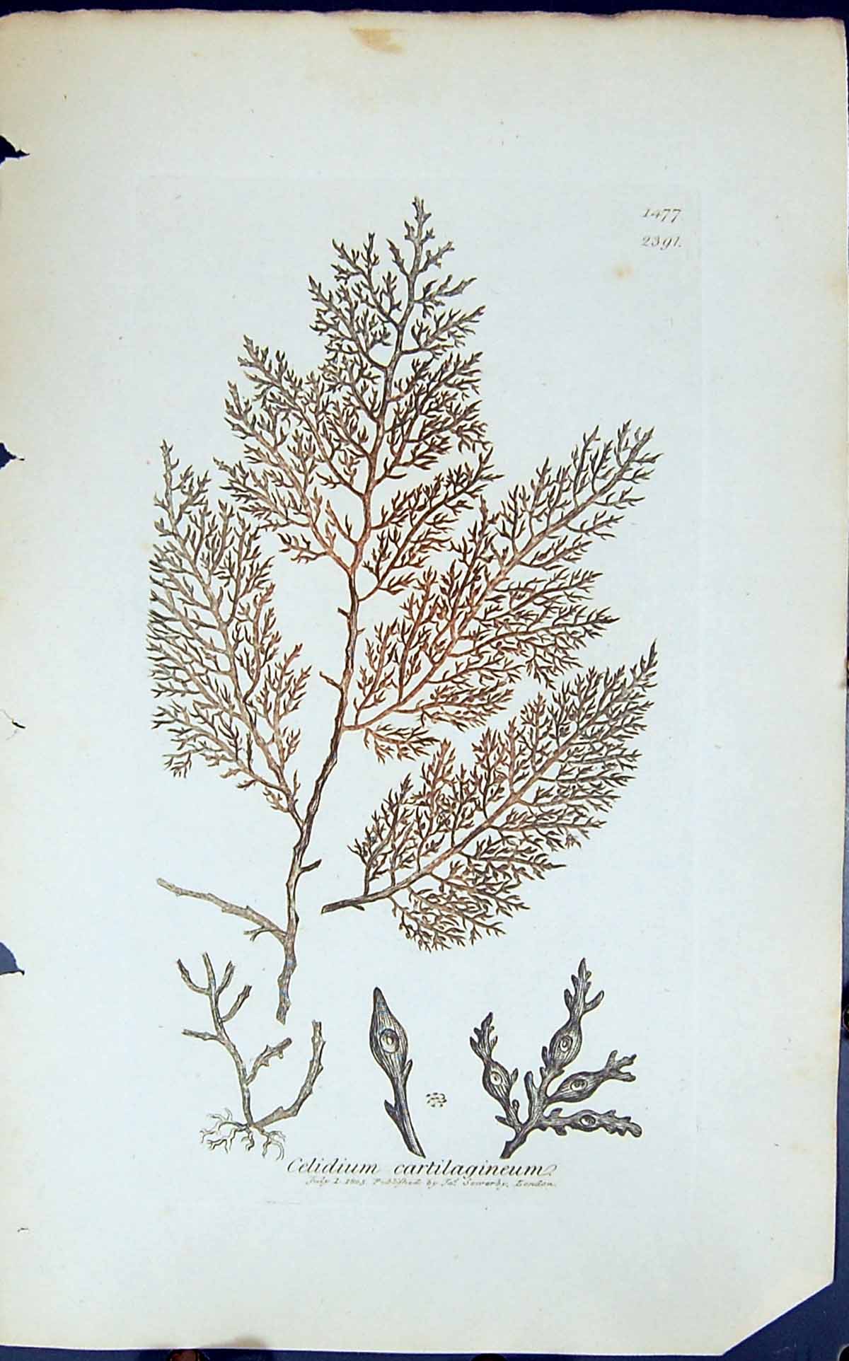 Antique Old Print Celidium Cartilagineum 1847 British Plants Sowerby Smith 19th