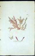 Antique Old Print Gelidium Corneum 1847 British Plants Sowerby Smith Colour