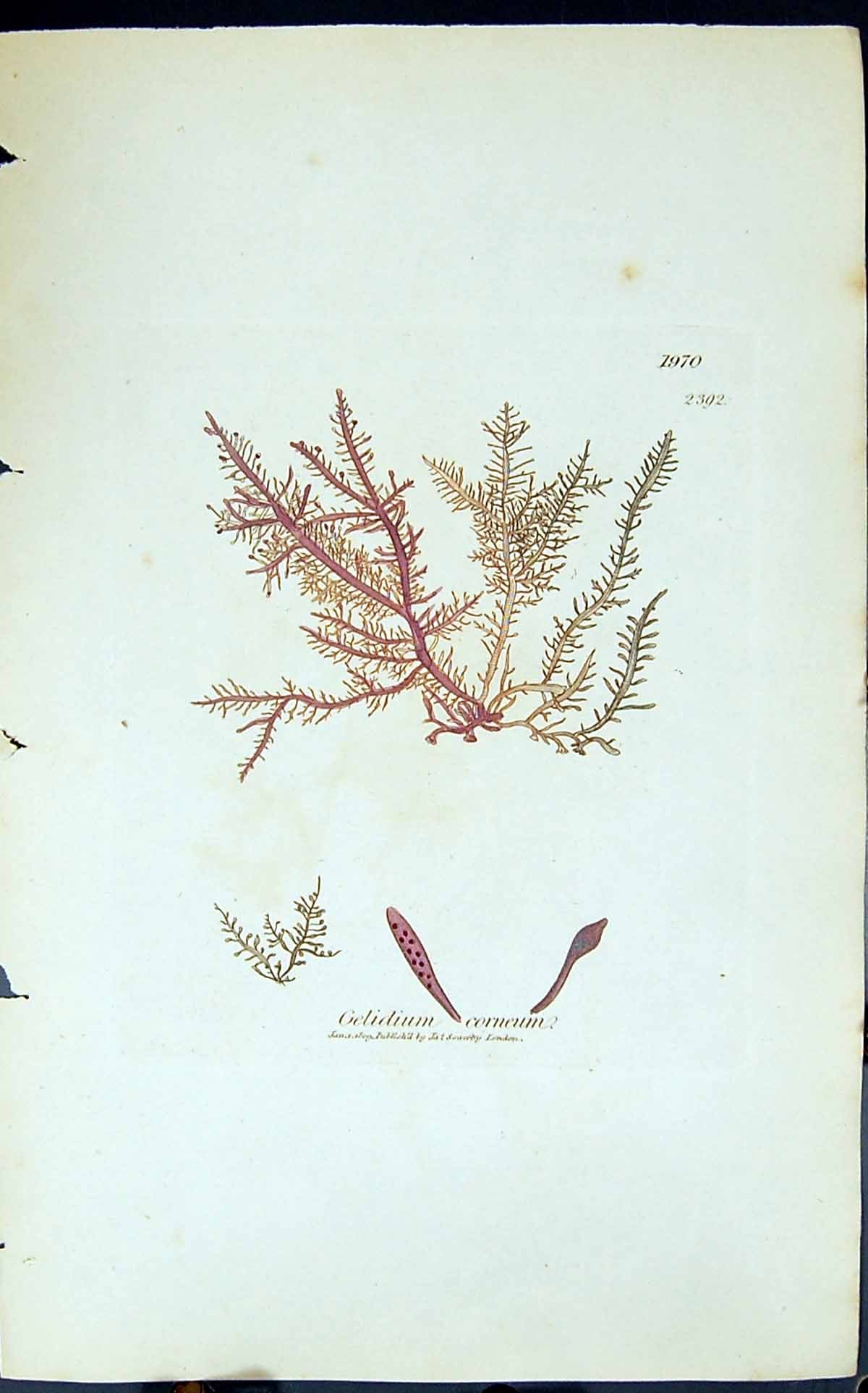 Antique Old Print Gelidium Corneum 1847 British Plants Sowerby Smith Colour