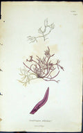Antique Print Grateloupia Filicina 1847 British Plants Sowerby Smith Colour
