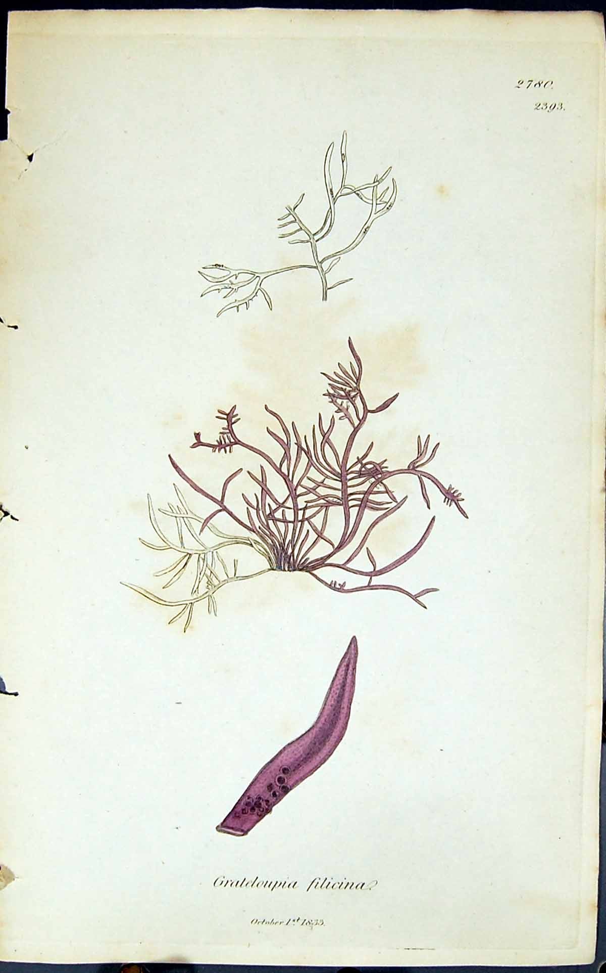 Antique Print Grateloupia Filicina 1847 British Plants Sowerby Smith Colour