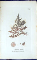 Antique Print Choetospora Wigghii 1847 British Plants Sowerby Smith Colour 19th