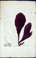 Old Antique Print Iridea Edulis 1847 British Plants Sowerby Smith Colour 19th