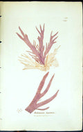 Antique Old Print Halymenia Ligulata 1847 British Plants Sowerby Smith Colour