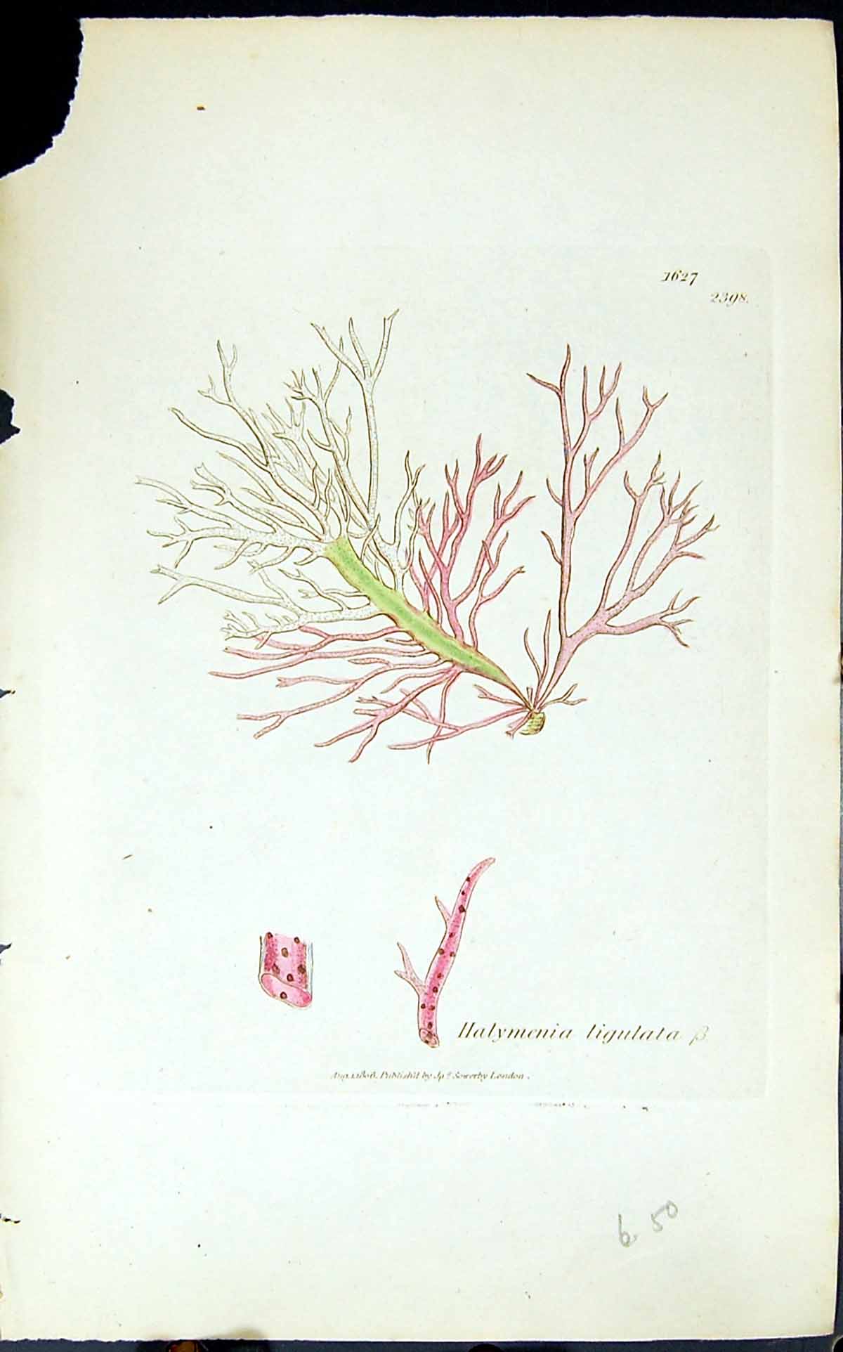 Old Halymenia Ligulata 1847 British Plants Sowerby Smith Colour Ref.2 Victorian