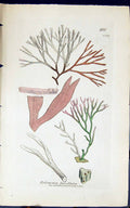 Antique Print Halymenia Farcellata 1847 British Plants Sowerby Smith Colour