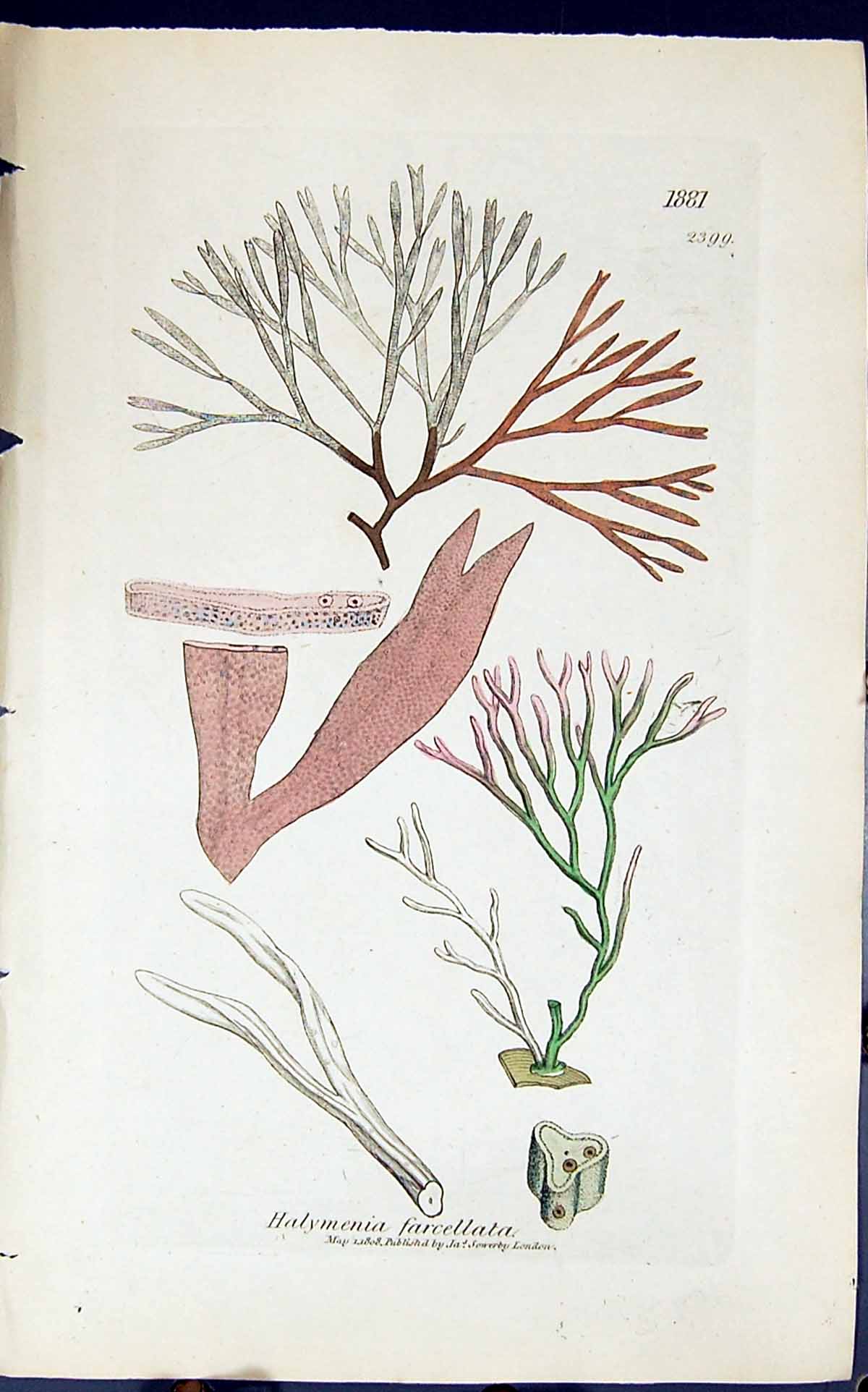 Antique Print Halymenia Farcellata 1847 British Plants Sowerby Smith Colour