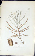 Antique Print Dumontia Filiformis 1847 British Plants Sowerby Smith Colour 19th