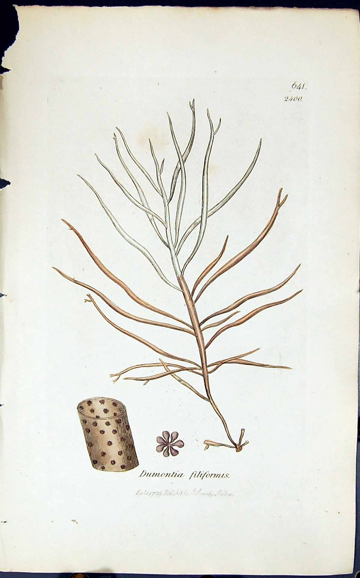 Antique Print Dumontia Filiformis 1847 British Plants Sowerby Smith Colour 19th