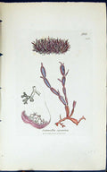 Antique Old Print Catenella Opuntia 1847 British Plants Sowerby Smith Colour