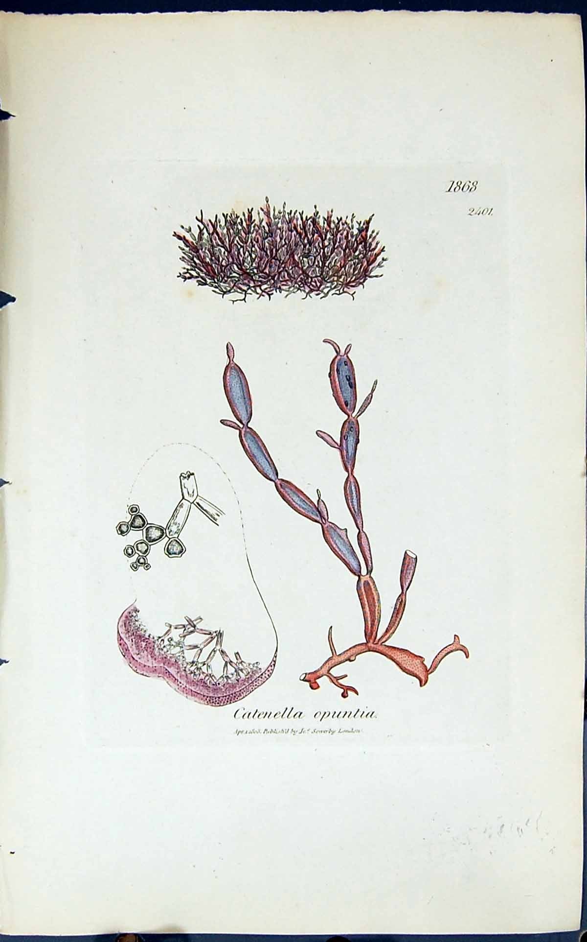 Antique Old Print Catenella Opuntia 1847 British Plants Sowerby Smith Colour