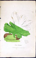 Old Antique Print Ulva Lactura 1847 British Plants Sowerby Smith Colour 19th